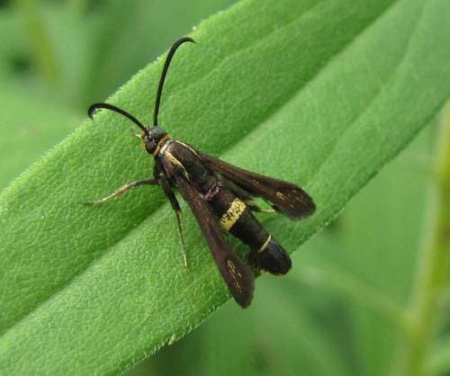 Boneset Borer Moth
