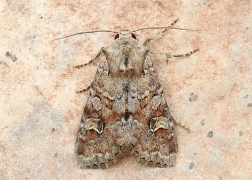 Bordered Apamea Moth