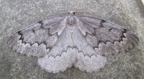 Boreal Pine Looper Moth