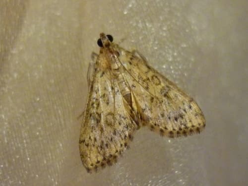 Bougainvillea Caterpillar Moth