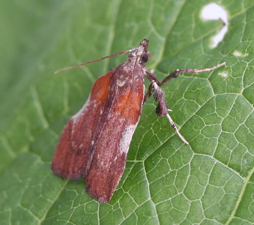 Boxwood Leaftier Moth