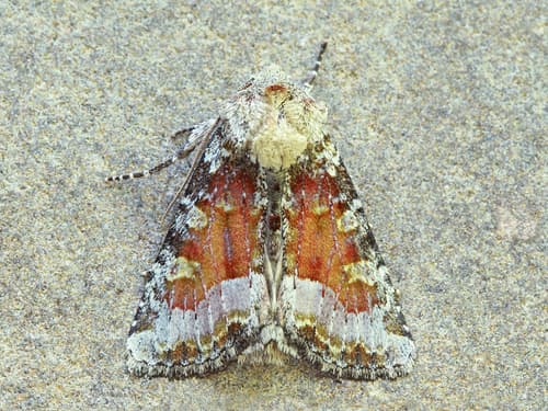 Bridgham's Brocade Moth