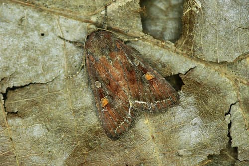 Bright-line Brown-eye