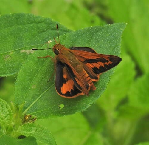 Bright-orange Darter