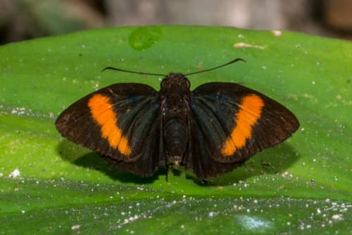 Bright Red Velvet Bob