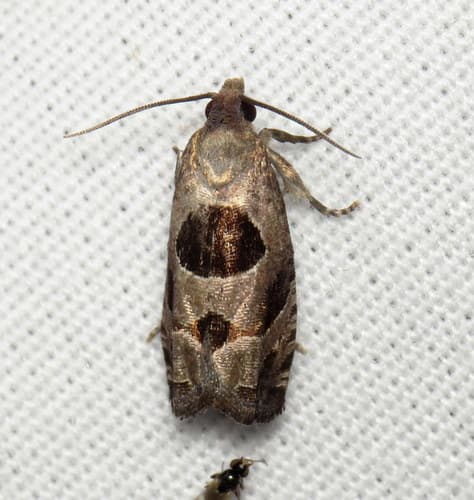 Brighton's Epiblema Moth