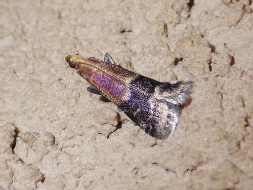 Broad-banded Eulogia Moth