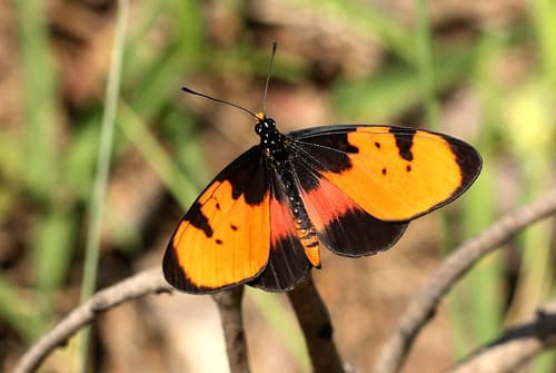 Broad-bordered Acraea