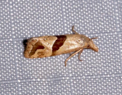 Broad-patched Eugnosta Moth