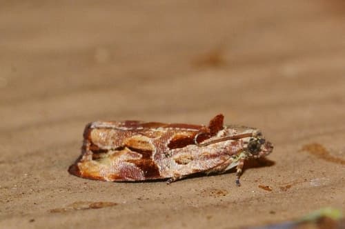 Broken-lined Zomaria Moth