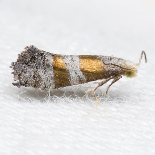 Bronze-banded Corticivora Moth