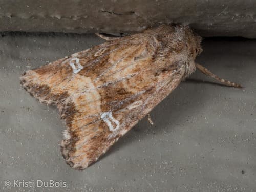 Brown Arches Moth