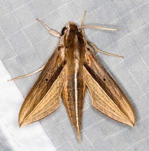 Brown-Banded Hunter Hawkmoth