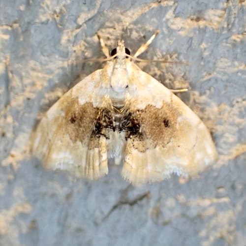 Brown-banded Lipocosma Moth