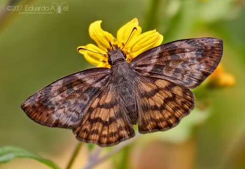 Brown-banded Skipper