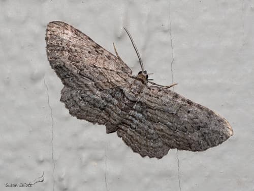 Brown Bark Carpet Moth