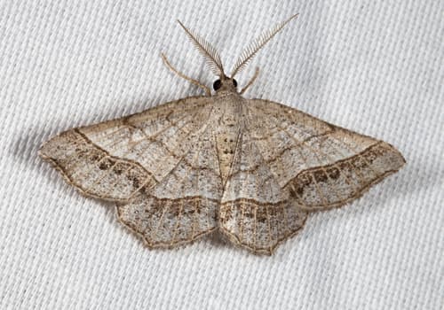 Brown-bordered Geometer Moth