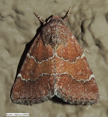 Brown Flower Moth