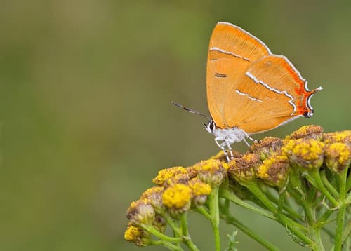 Brown Hairstreak