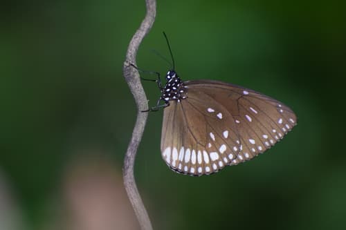 Brown King Crow Butterfly