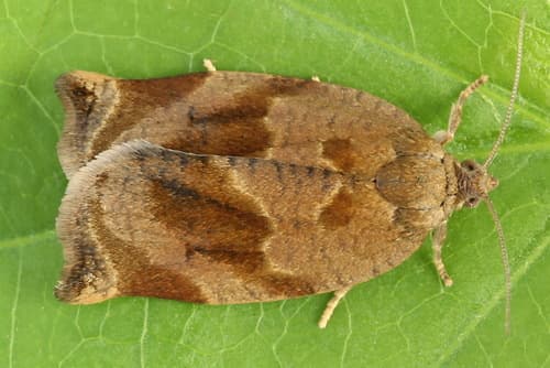 Brown Oak Tortrix