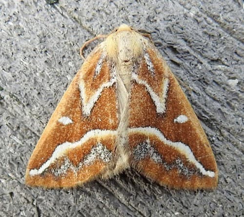 Brown Pine Looper Moth