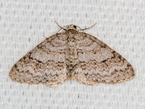 Brown-shaded Carpet Moth