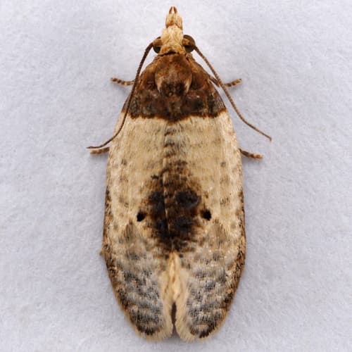 Brown-Shouldered Henricus