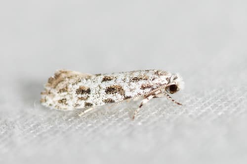 Brown-spotted Diachorisia Moth