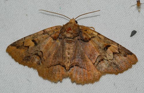Brown-spotted Zale Moth