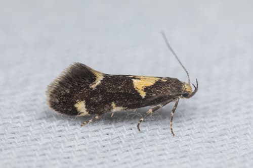 Brymblia quadrimaculella