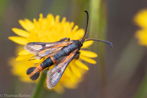 Buckwheat Root Borer Moth