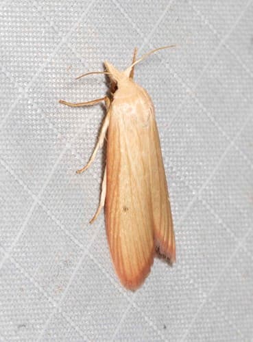 Buffel Grass Seed Caterpillar