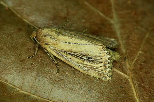Bulrush Wainscot