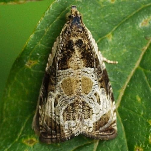 Bunchberry Leaffolder Moth