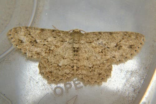 Burmese Engrailed Moth