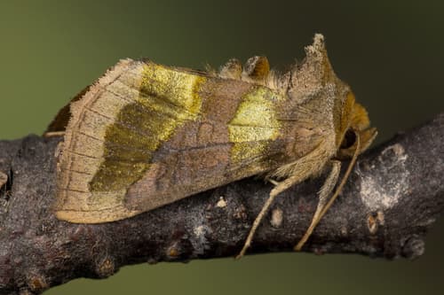 Burnished Brass