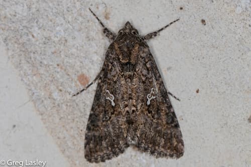 Cabbage Looper Moth