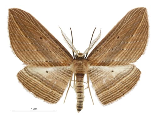 Cabbage tree moth