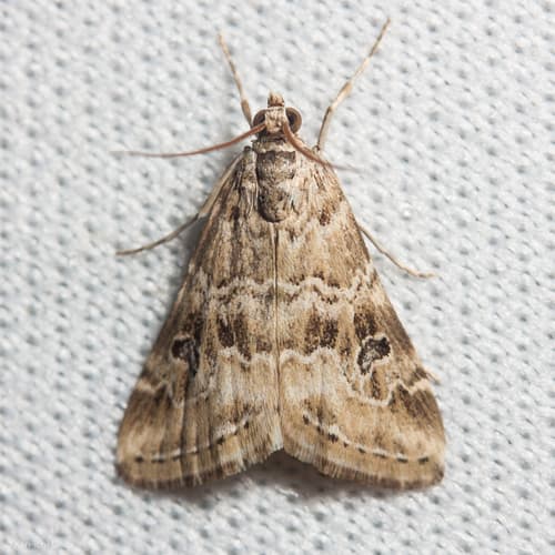 Cabbage Webworm Moth