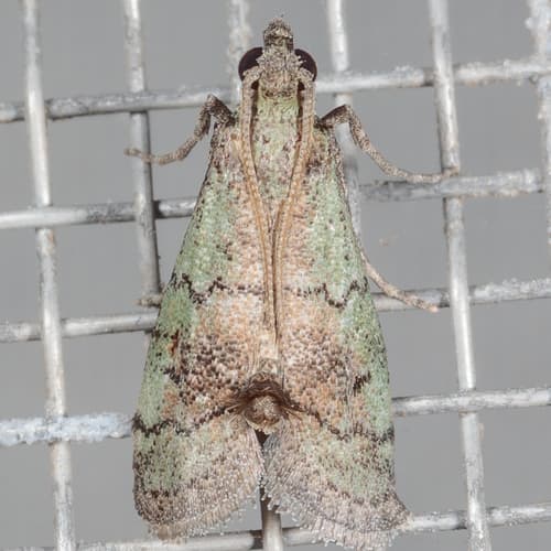 Cacotherapia flexilinealis