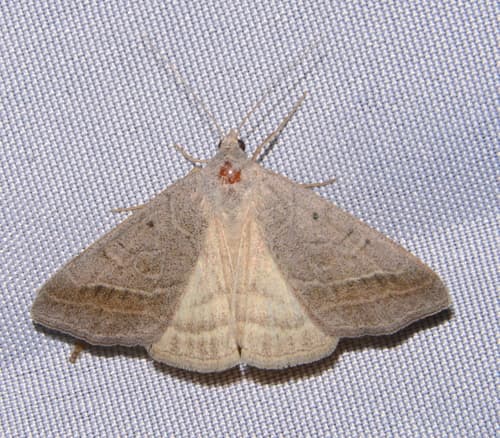 Togate Looper Moth