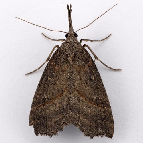 California Cloverworm Moth