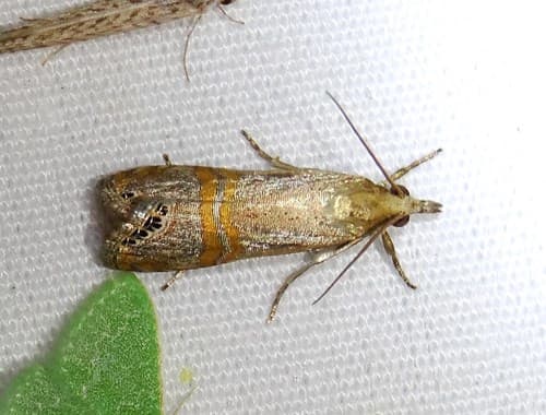 California Grass-veneer Moth