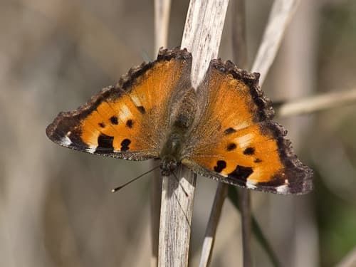 California Tortoiseshell