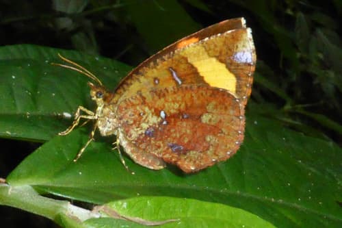 Attenuated Butterfly-Moth