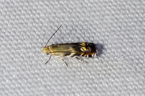 Six-streaked Calliprora