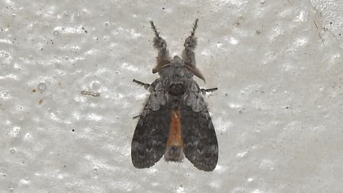 Horishanella Tussock Moth