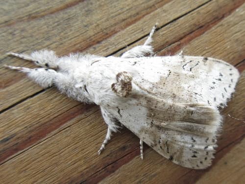 Pseudabietis Tussock Moth