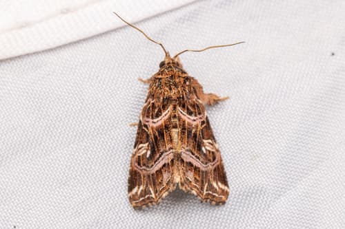 Pale-shouldered Moth